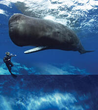 Sperm whale and diver