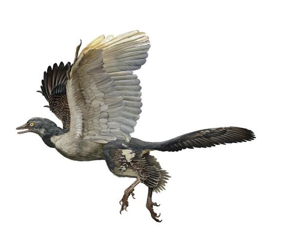 Archaeopteryx in flight