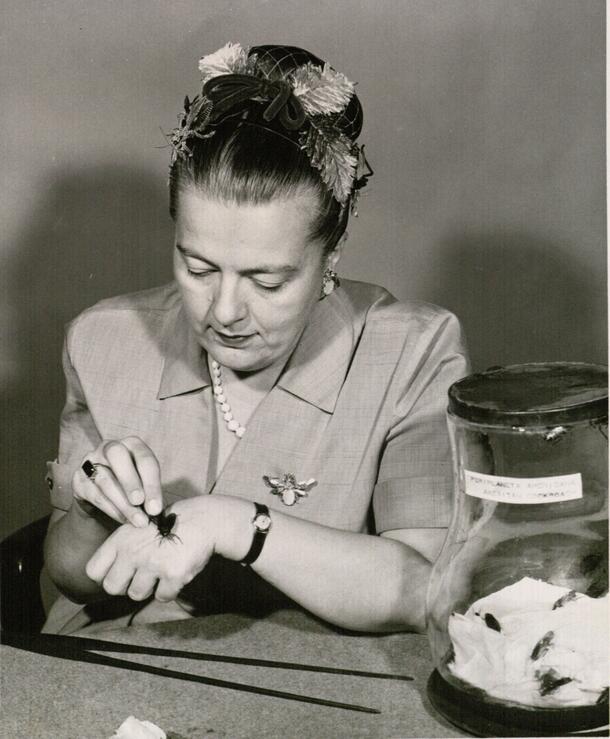 The late Alice Gray, seated at a table holding a large winged insect on the back of her hand. Also on the table is a large jar with more insects.