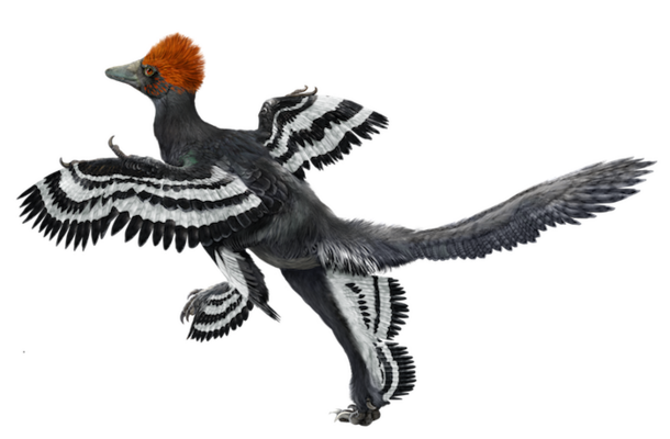 Rendering of a Anchiornis huxleyi, a small, four-winged paravian dinosaur with two-toned wings and a colorful crest.