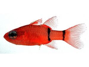 A small bright-orange fish with two vertical black stripes spaced on its tail before the tail fin.