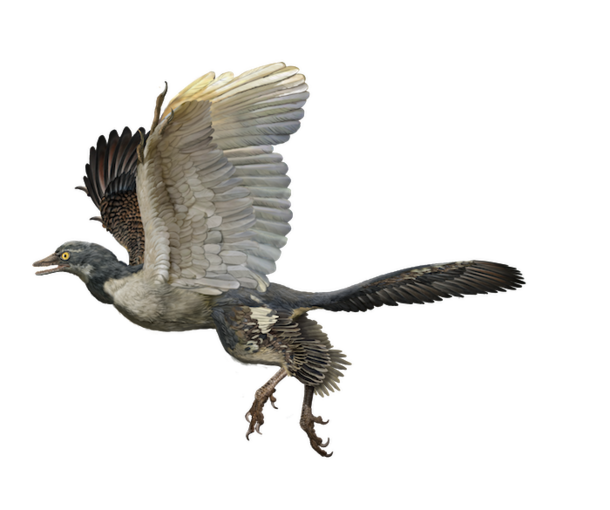 Artists Rendering of Archaeopteryx
