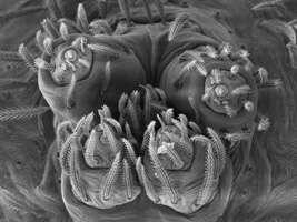 An extreme magnification of the cluster of spinnerets of a spider, in this case, Austaloonops granulatus.