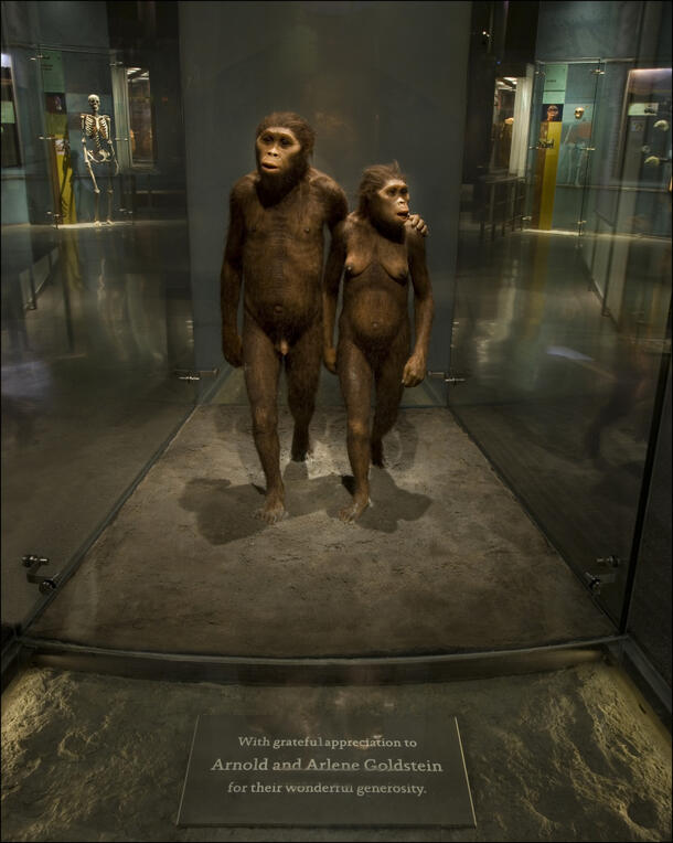 Museum model of two human ancestors, Australopithecus afaresnsis, walking with one's arm around the other in the Hall of Human Origins.