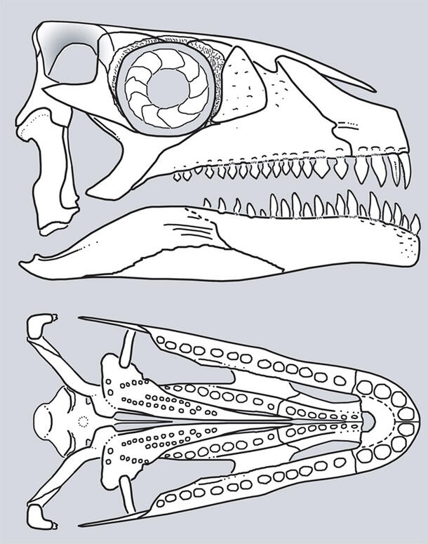Two drawings of an animal skull, one from the side, the other of the jaw bone showing the location of the teeth.