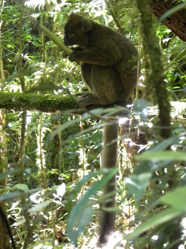 A bamboo lemur perched in a tree.