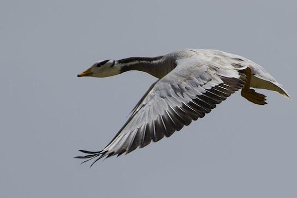 A bar-headed goose in flight with its wings flapped down.