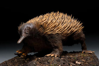 Model of echidna, or spiny anteater