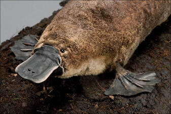 Flat-billed platypus