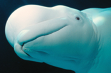 BelugaWhale