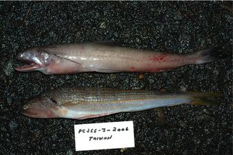 Two fish specimens, long and thin with white, pink, and silver body scales.
