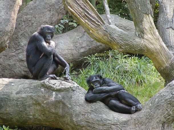 Their microbiomes help primates like these bonobos digest their omnivorous diets.