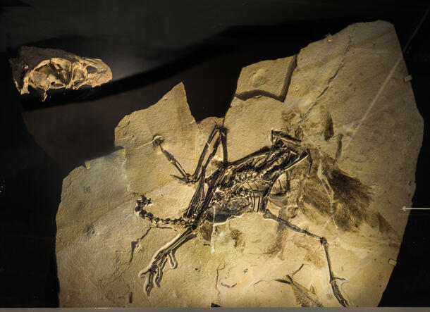 Calciavis grandei fossil