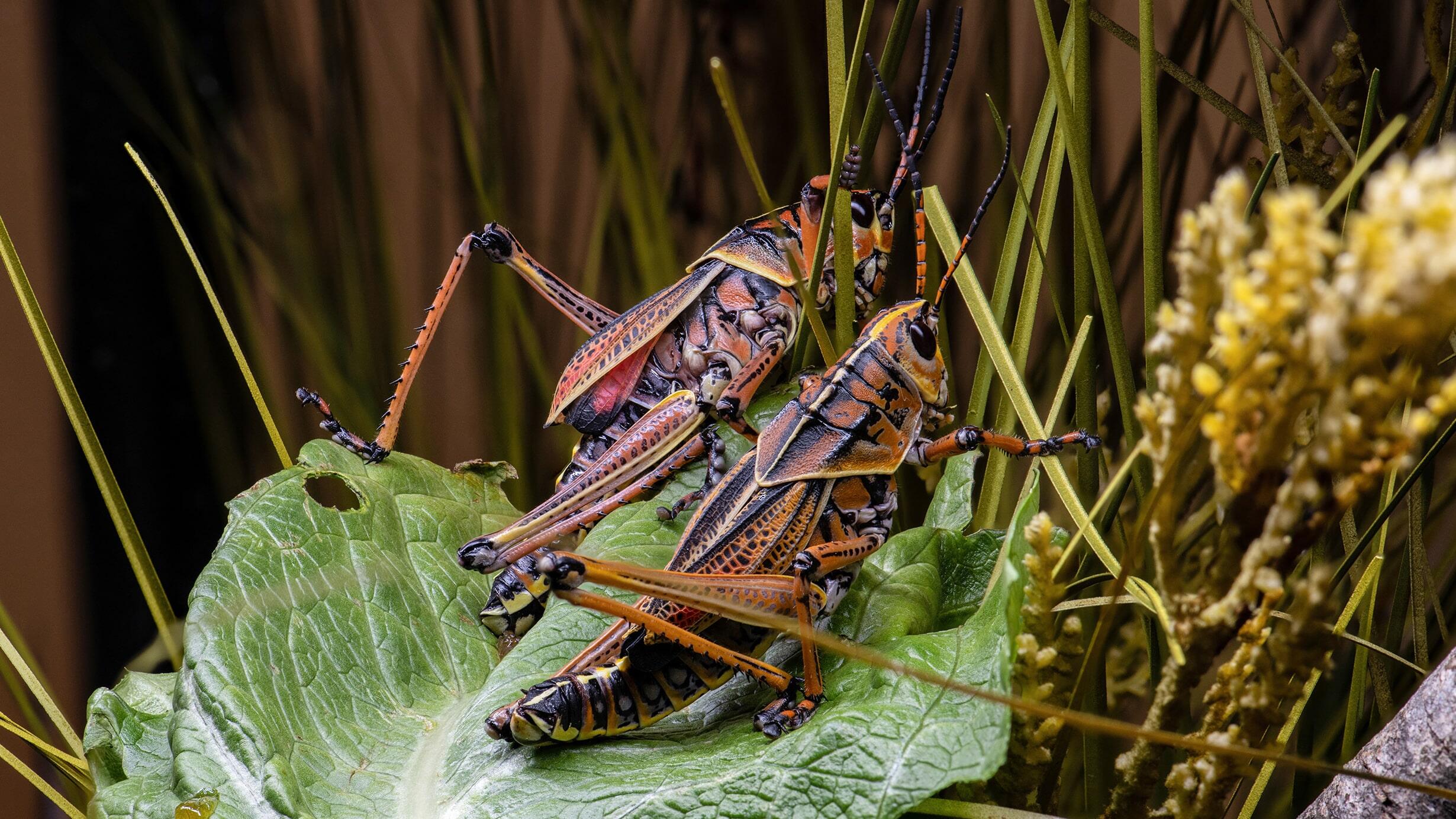 Two easter lubber grasshoppers, each about 3" in length, resting on a large leaf. Their bodies are colored in hues of orange, brown and black.
