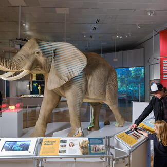 A family with a young child explore an interactive panel at a museum exhibition. A large model of an elephant is illuminated before them.