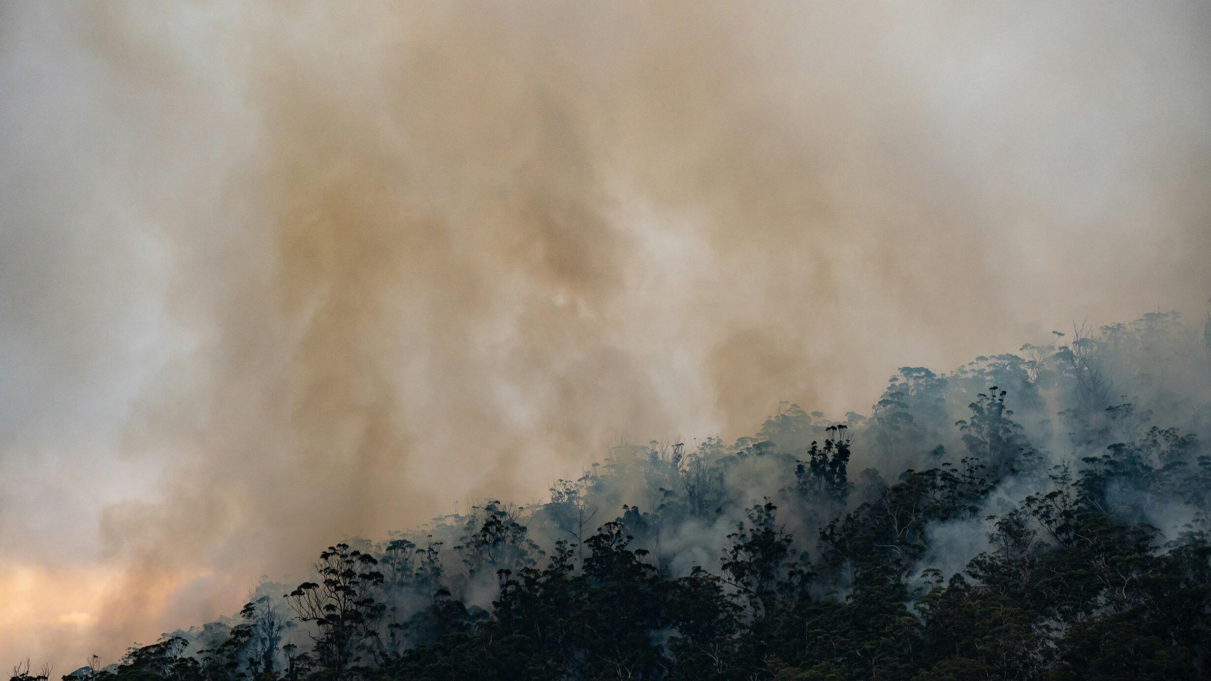 Dark smoky clouds float over the treetops of a forest, the result of a controlled burn in Hobart, Tasmania.