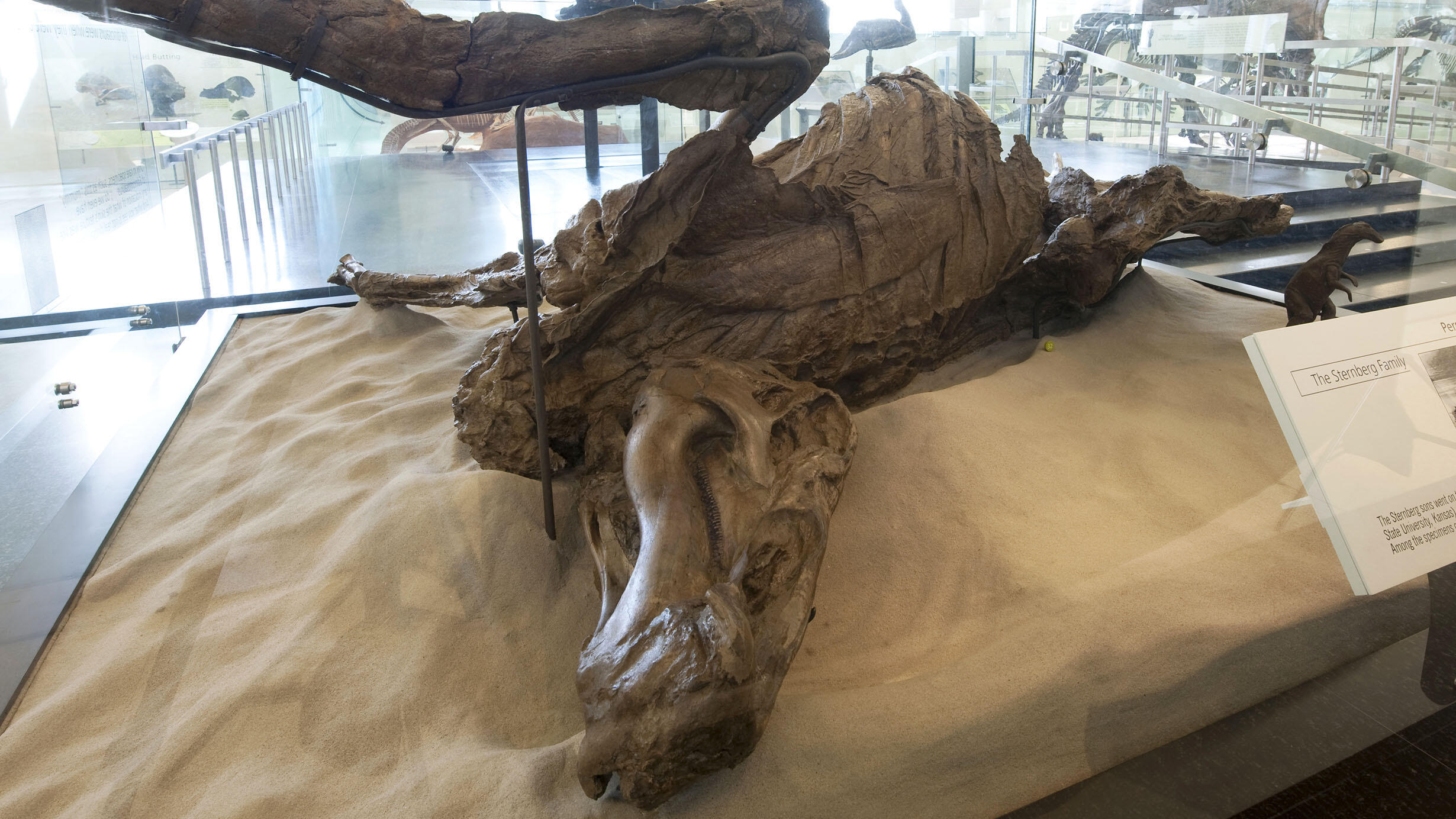 Duck-billed dinosaur mummy mount on display in the fourth floor dinosaur halls.