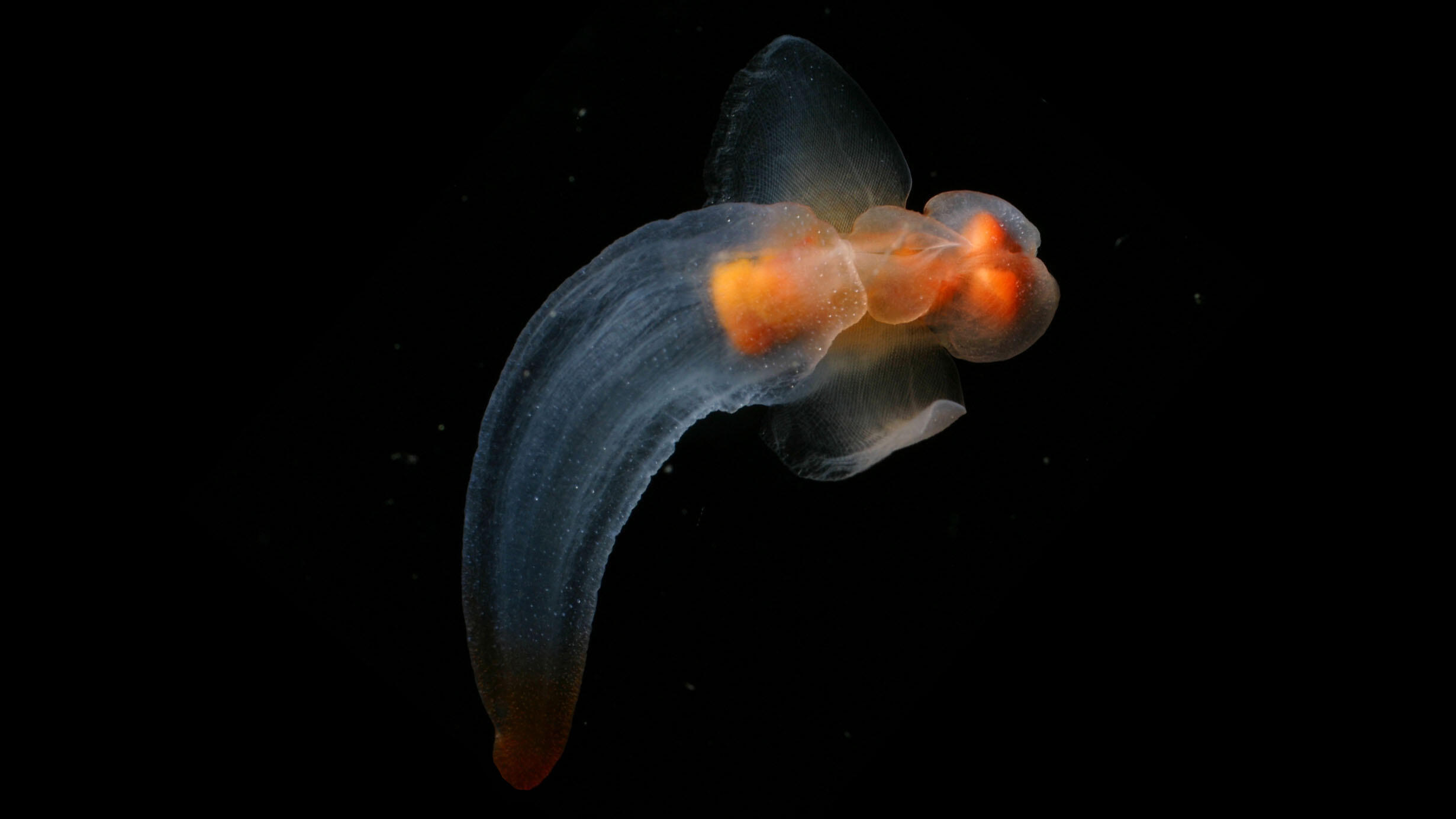 A shell-less snail (pteropod) glides through water.