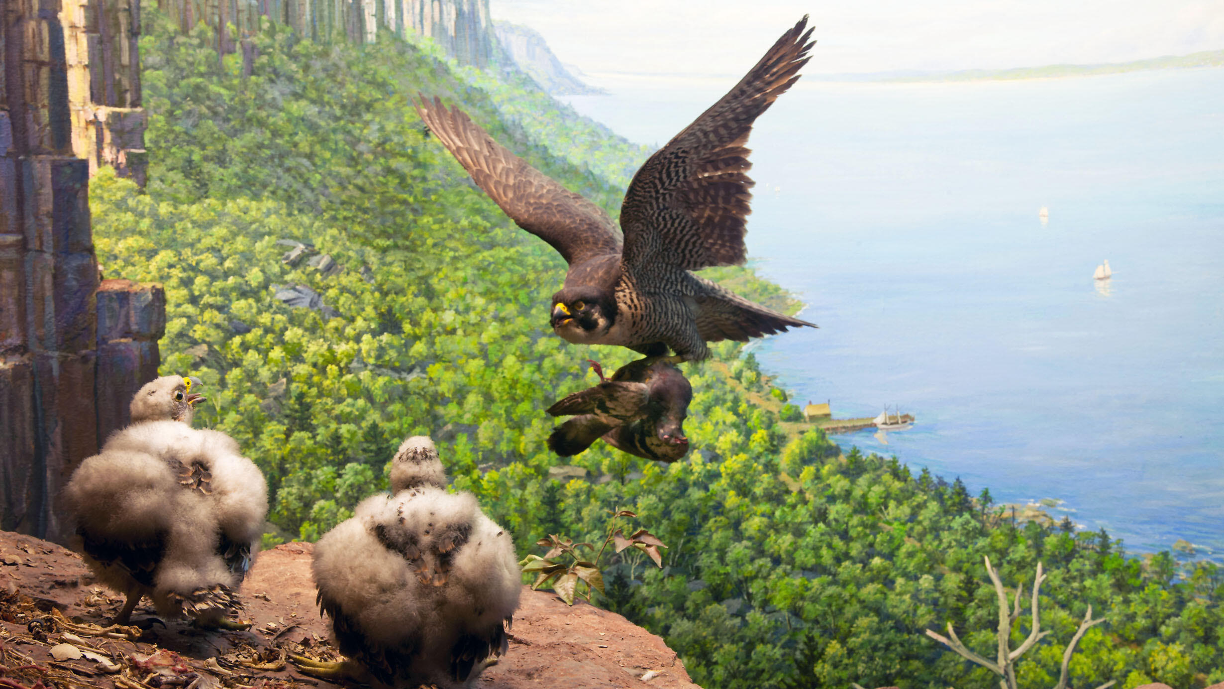 Peregrine Falcon flies over a canyon with a bird clutched in its talons to feed its hatchlings.
