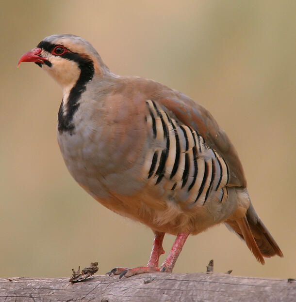 A chukar partridge with a dark stripe across its eye and a striped pattern on its wing.
