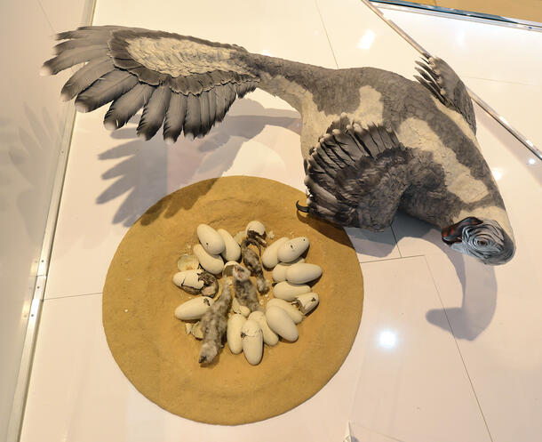 Model of an adult Citipati osmolskae, a bird-like dinosaur with a beak and wings, beside a nest with four recently hatched young.
