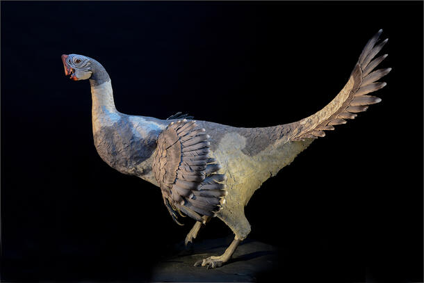 Model of the Citipati osmolskae, a bird-like dinosaur with a beak and wings.