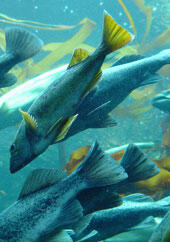 An underwater image of a school of large fish swimming in blue water.