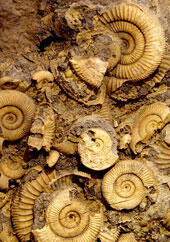 A jumbled collection of fossilized planispiral mollusk shells. Most are partially broken.