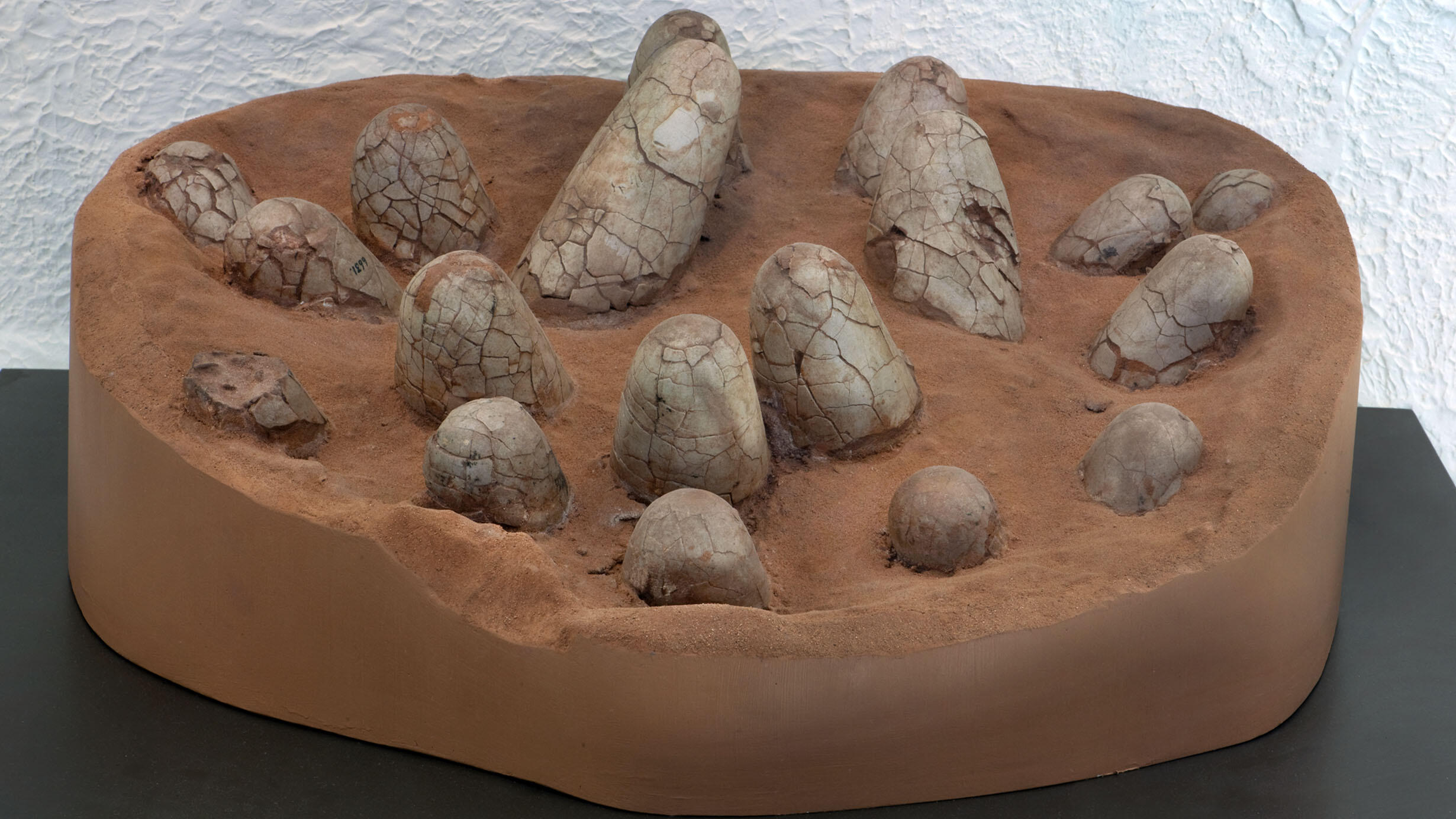 Fossil dinosaur eggs embedded in rock and partially exposed.