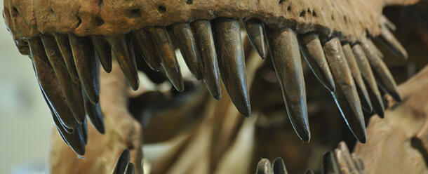 Close-up view of the teeth of a Tyrannosaurus Rex dinosaur model on display in the Museum.