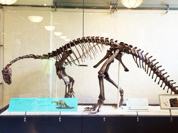 Plateosaurus engelhardti fossil