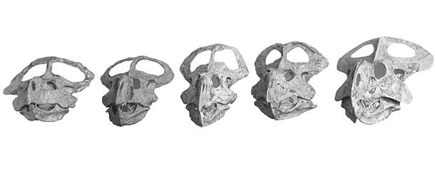Protoceratops fossil skulls