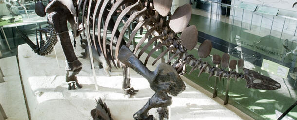 Stegosaurus Fossil in the Museum