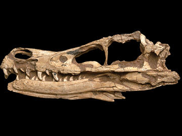 Fossil skull of a Velociraptor mongoliensis against a dark background.