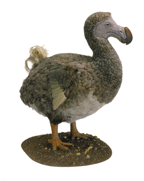 A model of a dodo bird.