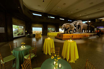 The Akeley Hall of African Mammals at the American Museum of Natural History with tables and sitting areas added for a cocktail reception.