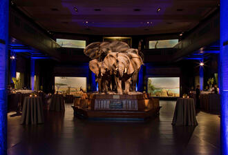 The Akeley Hall of African Mammals at the American Museum of Natural History with tables and sitting areas added for a cocktail reception.