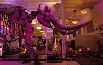 The American Museum of Natural History's fossil halls contain dinosaur mounts that create a unique atmosphere for a cocktail reception.
