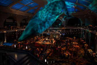 Blue whale model speckled with light for a special event in the Milstein Hall of Ocean Life.