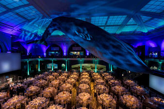 Milstein Hall of Ocean Life is shown prepared for a corporate dinner with special lighting, digital screens and dining tables.