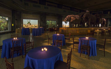 The Akeley Hall of African Mammals furnished with candlelit tables in preparation for a wedding or social celebration at the Museum.