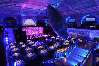 A setting for a private event in the Museum's Hall of Ocean Life, with guest tables on the lower level beneath the huge model of the blue whale.