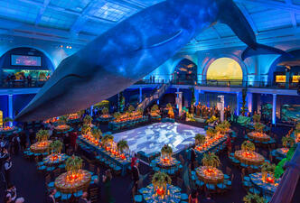 The Milstein Hall of Ocean Life is dramatically lit, and contains tables in chairs in preparation for a wedding or social celebration at the Museum.