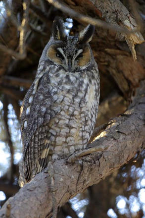 Long-eared Owl for Sweet Winter Bird Walk