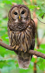 An owl with mottled brown feathers perched on a tree branch.