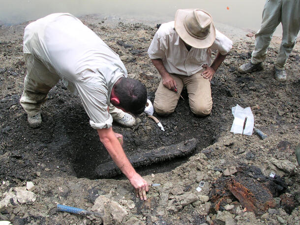 Two people lean over or sit beside a hole which holds a Gryposuchus pachakamue mandible.