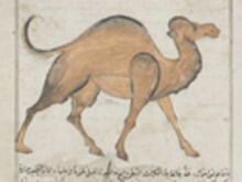 A drawing of a camel.