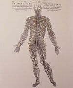 Diagram of a human form showing spine and nerves.