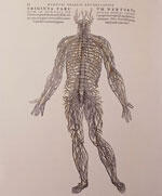 brain_intro_skeleton_thumb