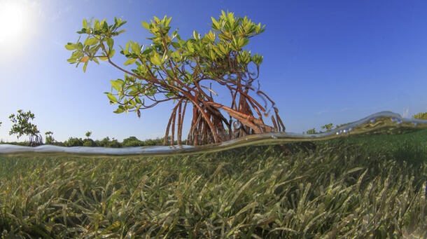 Mangrove tree viewed both above and below the waterline.